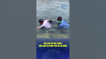 🔔 Giải cứu cá heo 200 kg mắc cạn tại cảng Tiên Sa, Đà Nẵng