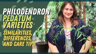 PHILODENDRON PEDATUM | Introducing The Different Pedatum Varieties In My Collection + Care Tips