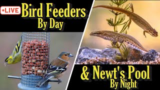 🔴LIVE - Bird Feeder's🐦By Day - Newt Pool  By Night(Wildlife Garden Cam 01)