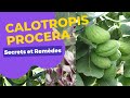 Calotropis procera  la plante incontournable 