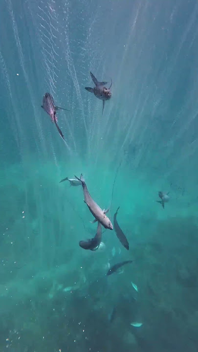 taĺakitok napaka rami #viralvideo #fishing