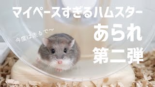 【第二弾！】マイペースすぎるハムスターあられちゃん