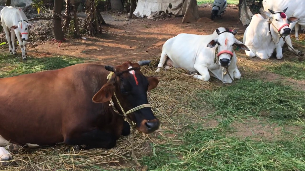 Cows buffaloes & calfs at my farm