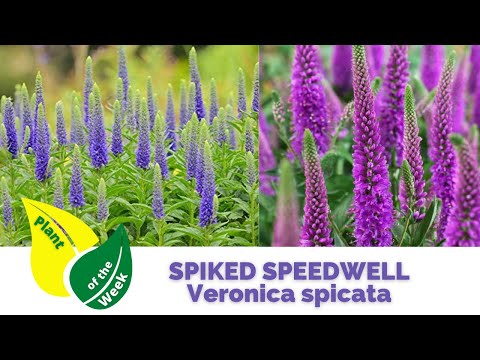 Video: Veronica spiky (spikelet): beskrivelse, plantning, pleje, brug i traditionel medicin