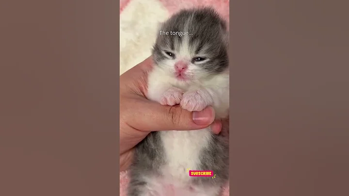 Video 11782051: cutest cats compilation, laugh compilation, funniest compilation, small cat