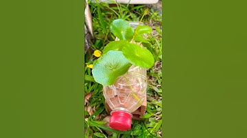 Làm chậu thuỷ sinh nuôi cá bảy màu #shorts #short