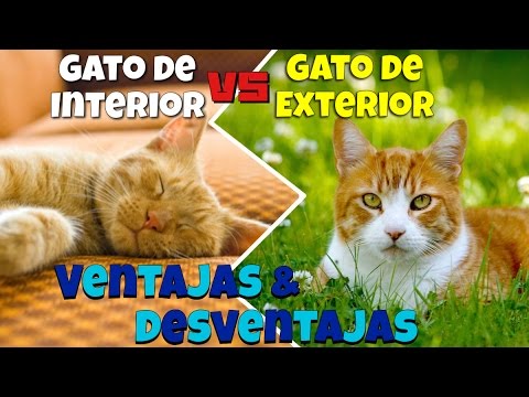 Vídeo: Vida Interior Versus Vida Exterior Para Gatos