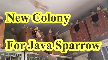 My New Colony For Java Sparrow||Fawn Java Colony[hindi\urdu]