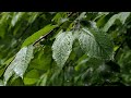 Rain in 4K