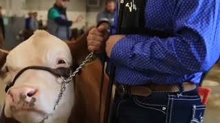 What it s like to attend an animal auction