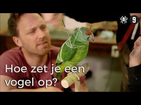 Video: Hoe Maak Je Een Opgezette Uil?