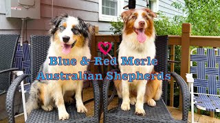 Blue & Red Merle Australian Shepherds | Cleopatra & Blaze