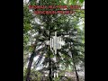 Lagu Paling Aneh 2023 Dengarkan Jangan Sampai Menyesal Gold