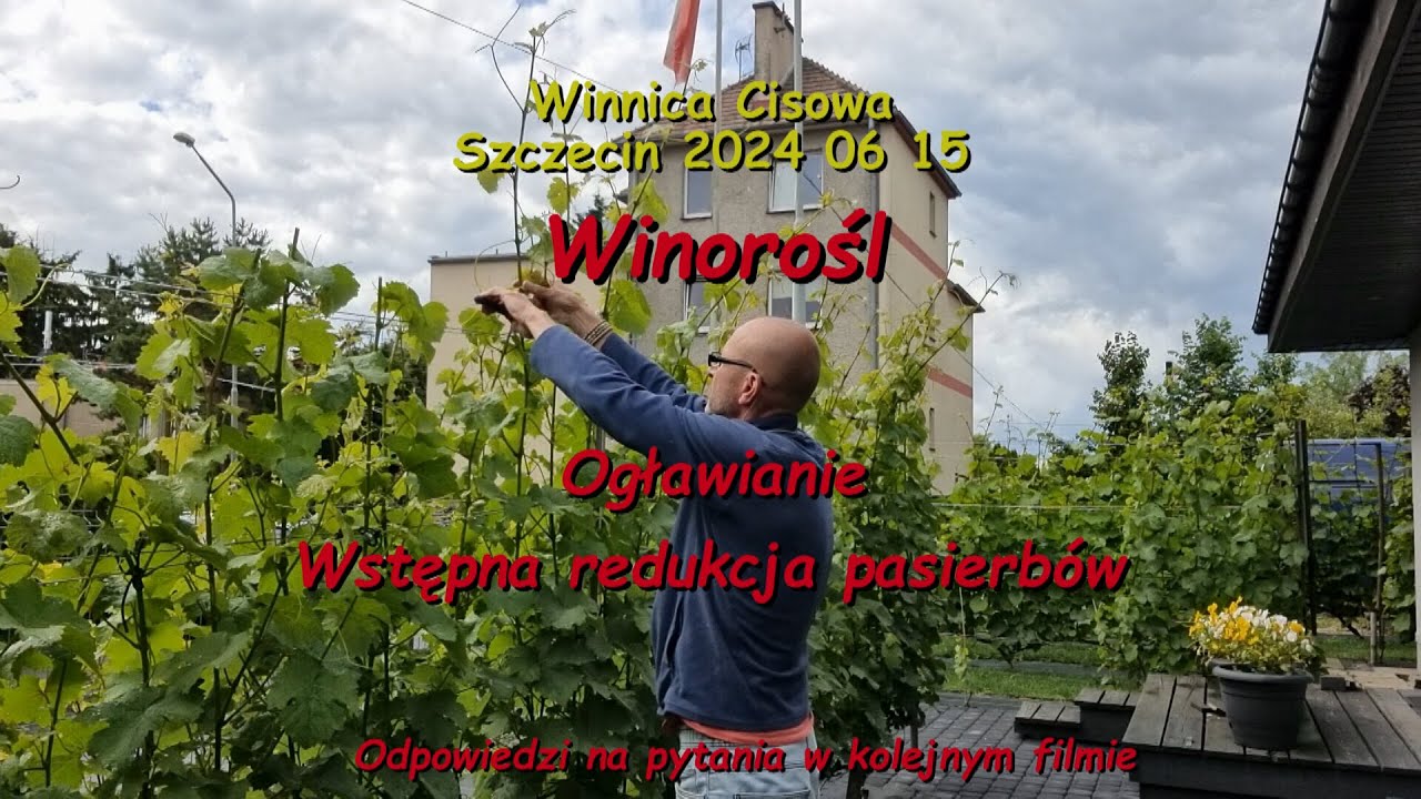 WINOROŚL   Ogławianie Wstępne usuwanie pasierbów   Winnica Cisowa 2024 06 15