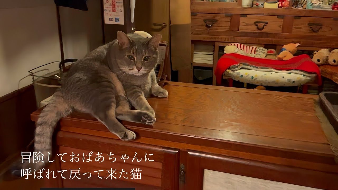 『冒険して..  おばあちゃんに呼ばれて戻って来た猫』・・・