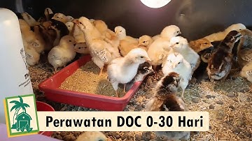 Cara Merawat DOC Ayam Kampung KUB  Umur 0 - 30 Hari