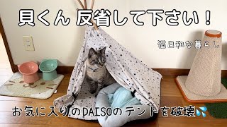 【反省猫】朝から喧嘩/猫テントを破壊する貝くん