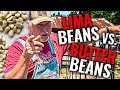 Which Should You Be Growing | Lima Beans OR Butter Beans