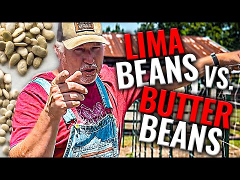 वीडियो: क्या लीमा बीन बीन है?