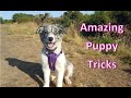 Border Collie Tricks - Nora - 14 Weeks