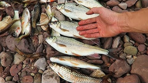 MƯA ĐÁ • Tập 1 - Bắt Cá Suối 2017