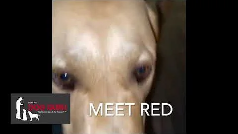 Case Study: Red The Boisterous Labrador