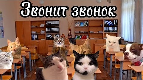 Рил: Мой обычный день понедельник 📚. Футажи в моём телеграм канале. Мемы с котами. Смешные котики.