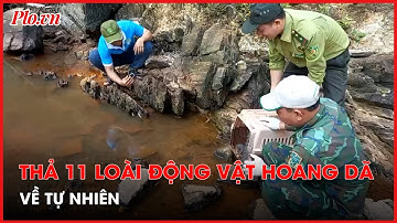 Rái cá quý hiếm 