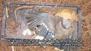 6 Pasos Para Salvar Animales Atrapados en Trampas de Pegamento - Action  Alert - PETA Latino