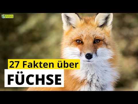 Video: Wie Man Einen Echten Fuchs Von Einem Falschen Unterscheidet