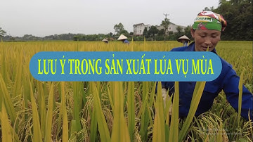 Lưu ý trong sản xuất lúa vụ mùa