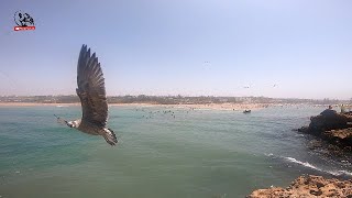 صيد طائر النورس بالقصبة في شاطئ الوليدية