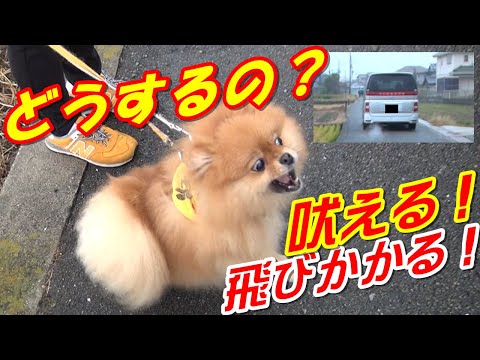 【ポメラニアン】お散歩で人や犬・車に吠える犬、どうやったら直る?【犬のしつけ 吠える】