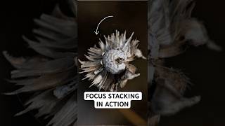 LOVE this setting for macro/landscape photography!