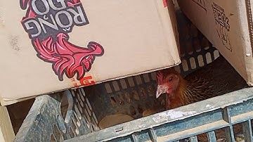 me nyuam qaib qus daug lawm nawb