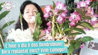 Dicas Dona Maria - E hoje o dia é dos Dendrobium! Bora replantar eles? Vem comigo!!!