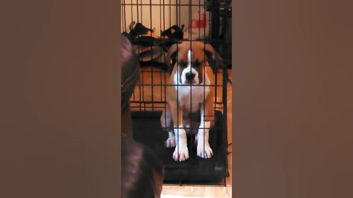 My puppy Buster