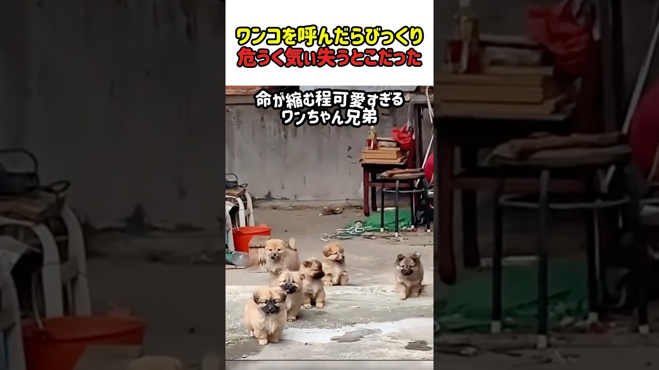 【※可愛さ限界突破】油断した隙にさらに2匹!次から次へと湧き出てくる、可愛すぎて寿命が縮まる子犬たちw #いぬ #犬 #ワンコ #犬動画 #子犬 #かわいい #面白い #面白動画 #shorts