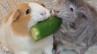 Guinea Pig Won't Share Her Snacks With Anyone