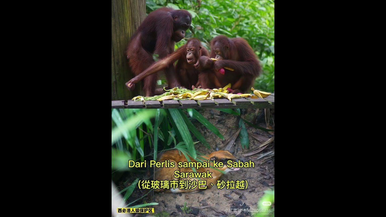 Harmoni kita 我們的和諧