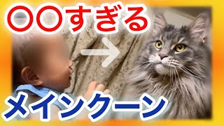 【●●すぎるメインクーン選】メインクーンと年暮らして驚かされた事