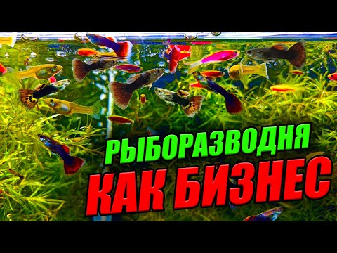 Рыборазводня как бизнес! Аквариумные рыбки РАЗВЕДЕНИЕ и ПРОДАЖА!