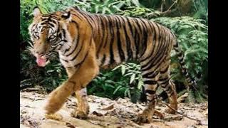 Sunda Island Tiger Sound Effects 🐯 🔊