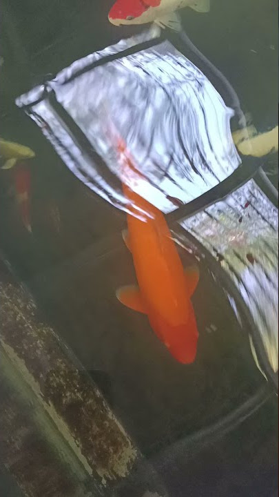 Koi lokal terasa import