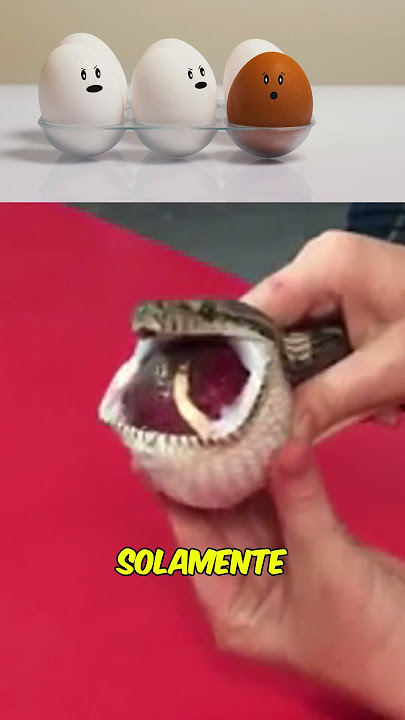 Serpiente comiendo huevos