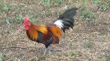 Qaib qus txuam tom1 ไก่ป่าลูกผสมน้ำ1(พ่อป่าร้อย+แม่ไก่ป่าน้ำ1)