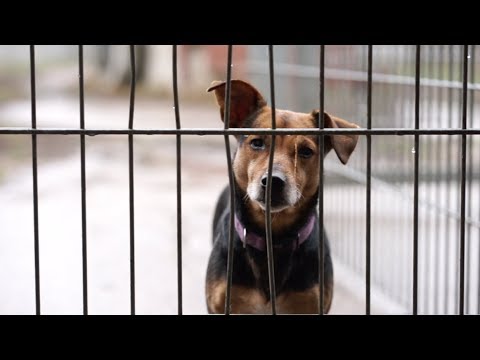 Video: Tierheime In Den USA Veranstalten Weihnachtsadoptionsveranstaltungen