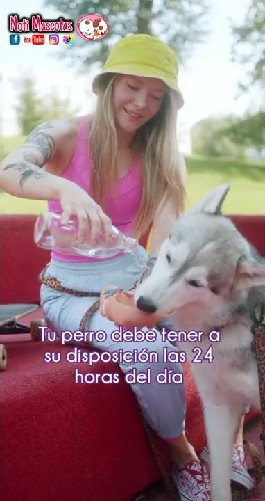 Dale mucha agua a tu perro #shorts #mascotas #animales #pets #perros #doglover #dogs