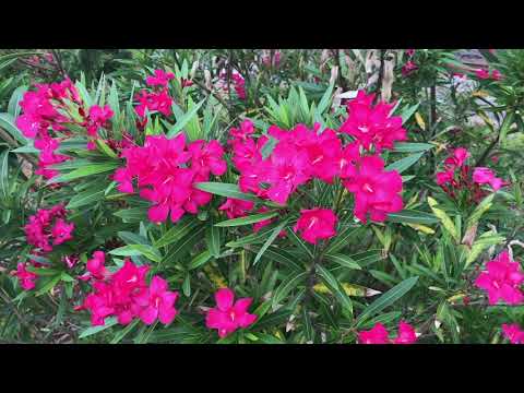 וִידֵאוֹ: Bushes Oleander לפרטיות - מידע על שימוש ב-Oleander כמו משוכות