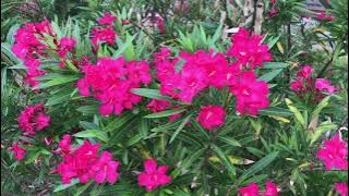 Oleander